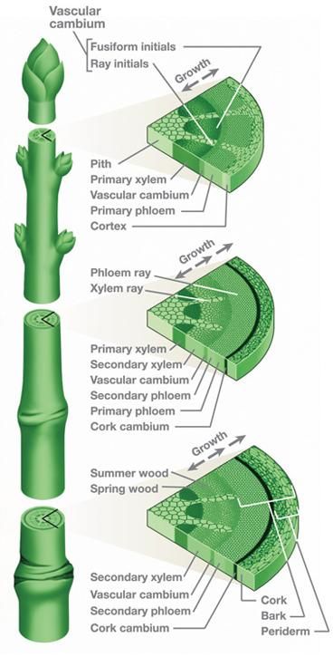 Xylem (courtesy of Wikipedia)