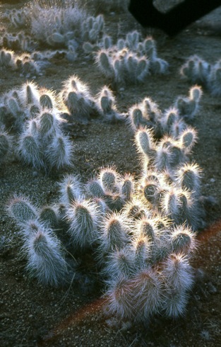 opuntia - Joshua Tree National Park (NH)