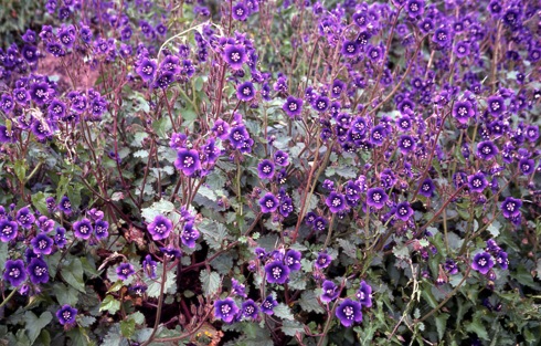 Wildflowers after fire - Malibu (NH)