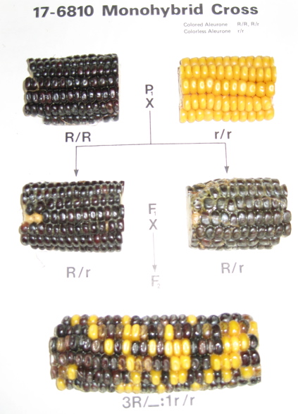 monohybrid