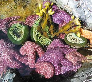 tide pool