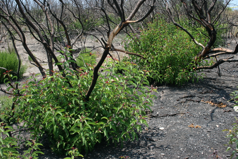 laurel sumac resporuting