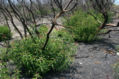 laurel sumac resporuting