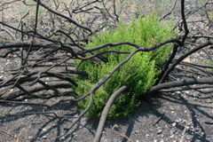 baccharis resprouting