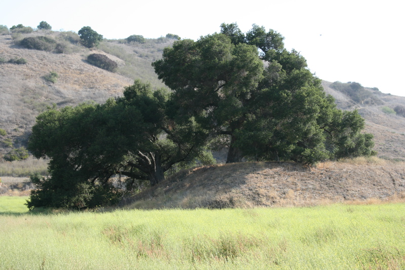 Oak woodland