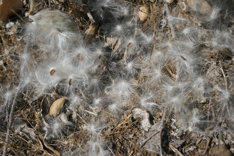 milkweed