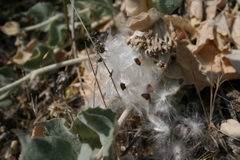 milkeweed seeds