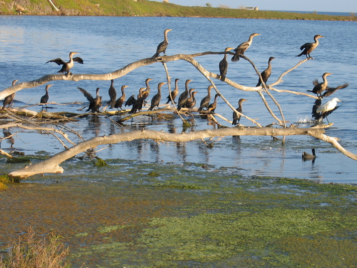 waterfowl, estuary