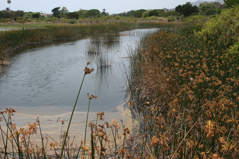 estuary