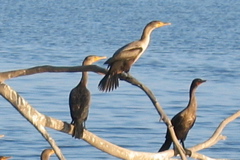 cormorants