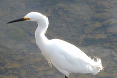 snowy_egret