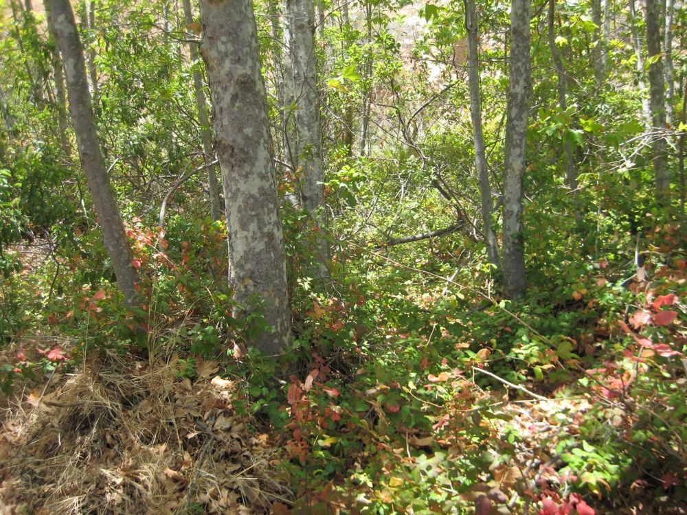 sycamores, LaJolla Canyon