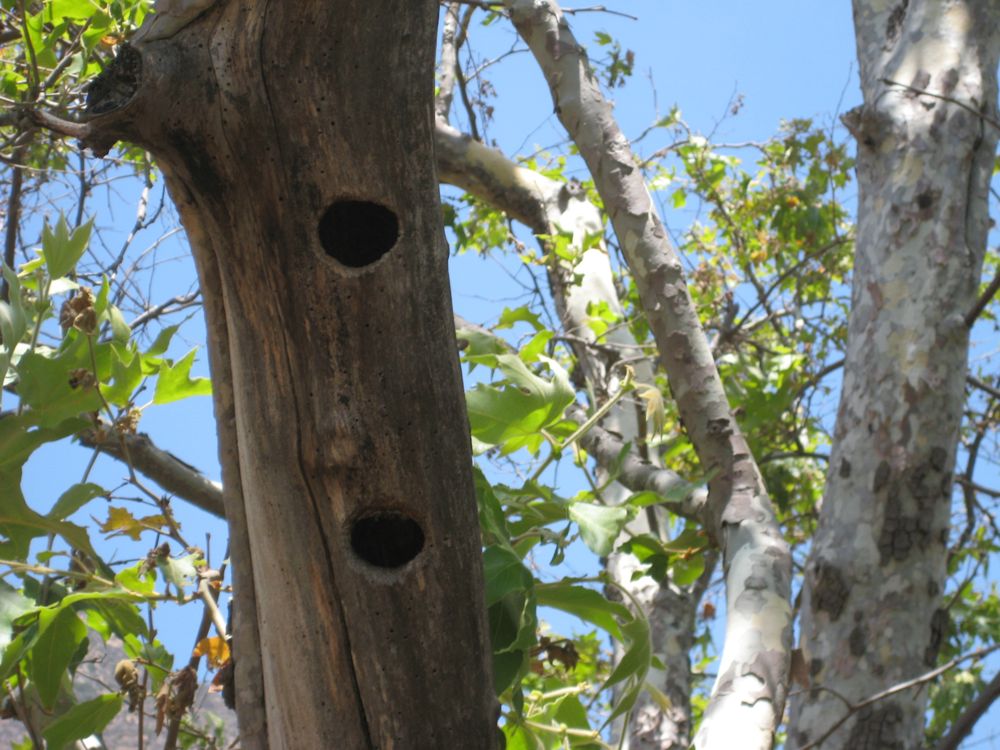 bird houses