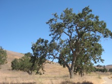 Valley Oak, Cheeseboro Canyon