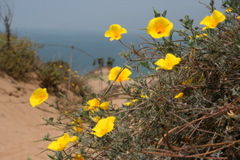 California Poppies