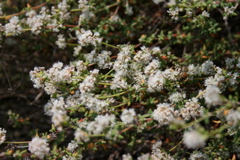 buckwheat, coastal sage