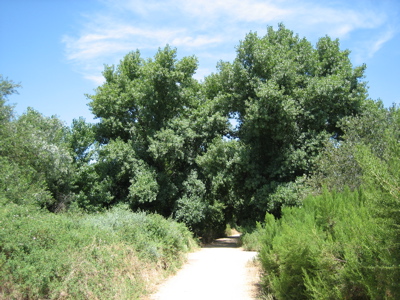 Cottonwoods (Populus fremontii)