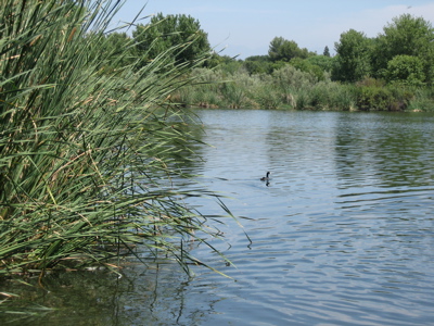 Sepulveda Basin Ponds