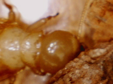 termite on wood