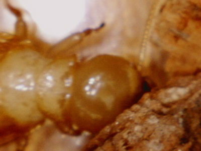 termite on wood